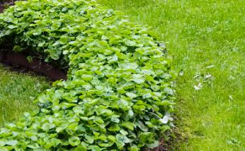 園林綠化時(shí)，植物配置的技巧有哪些呢？